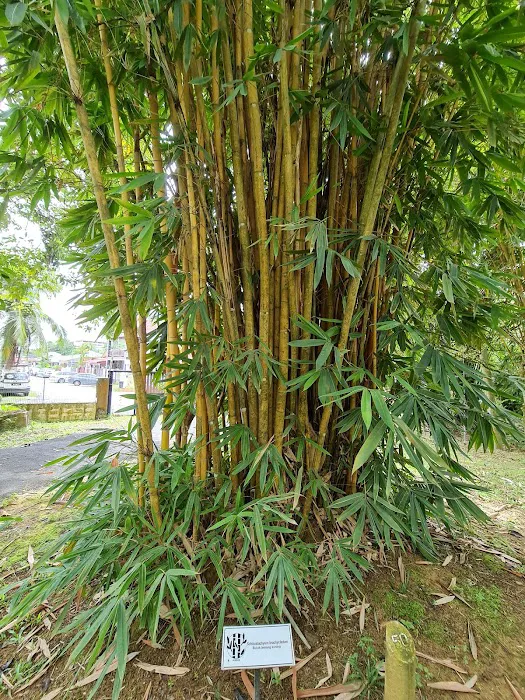 Bamboo Garden Picture 3