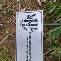 Bamboo Garden ico