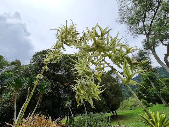 Spurges Gardens (Euphorbiaceae) Picture 2