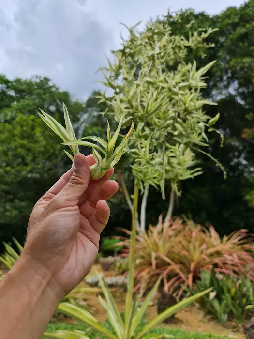 Spurges Gardens (Euphorbiaceae) Picture 1