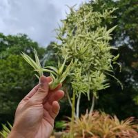 Spurges Gardens (Euphorbiaceae) ico