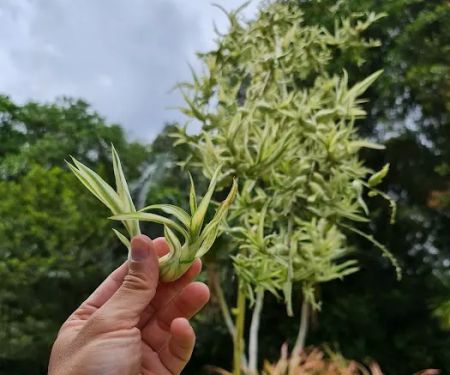Spurges Gardens (Euphorbiaceae)
