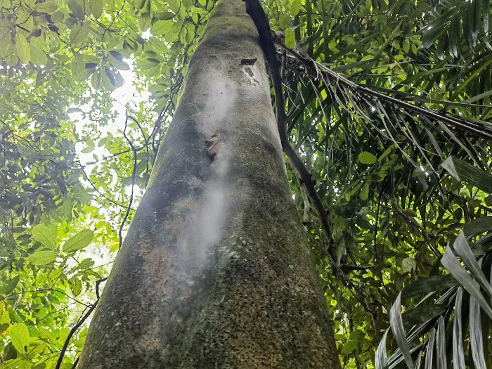Bukit Gasing Trail Entrance Picture 3