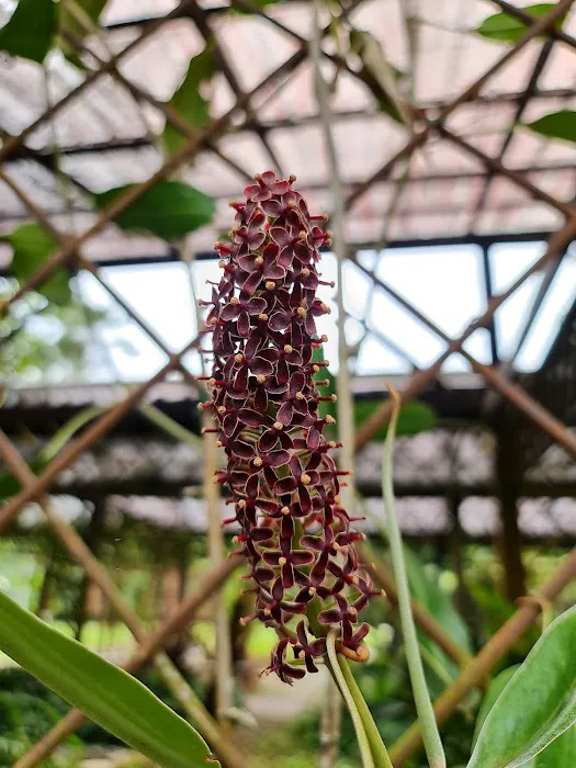 Pitcher Plant (Nepenthes) Garden Picture 1