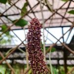 Pitcher Plant (Nepenthes) Garden