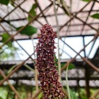Pitcher Plant (Nepenthes) Garden ico