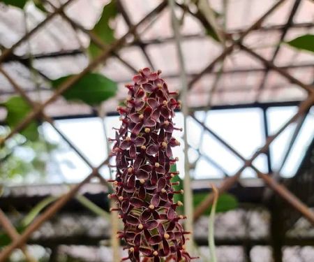 Pitcher Plant (Nepenthes) Garden