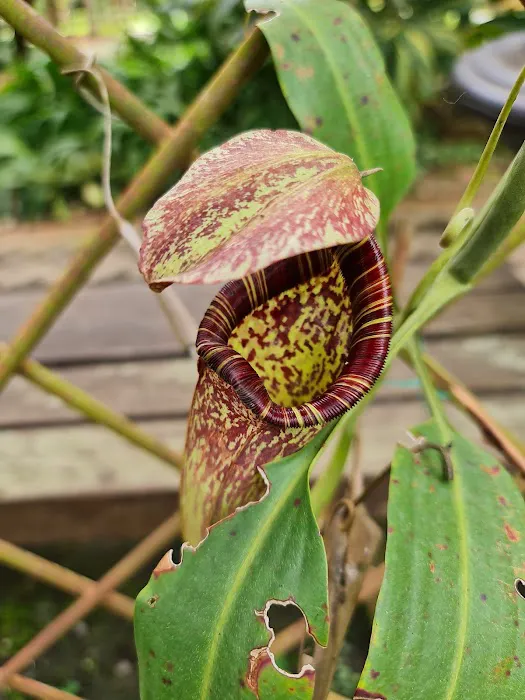 Pitcher Plant (Nepenthes) Garden Picture 2