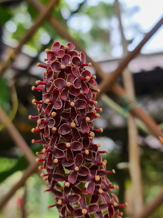 Pitcher Plant (Nepenthes) Garden Picture 4