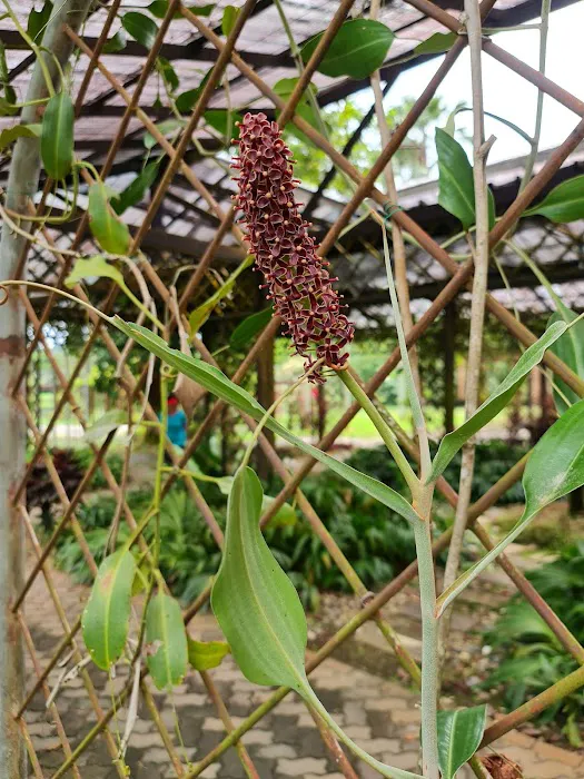 Pitcher Plant (Nepenthes) Garden Picture 5