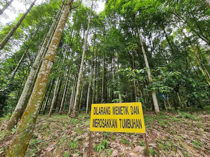 Jelutong Forest Picture 4