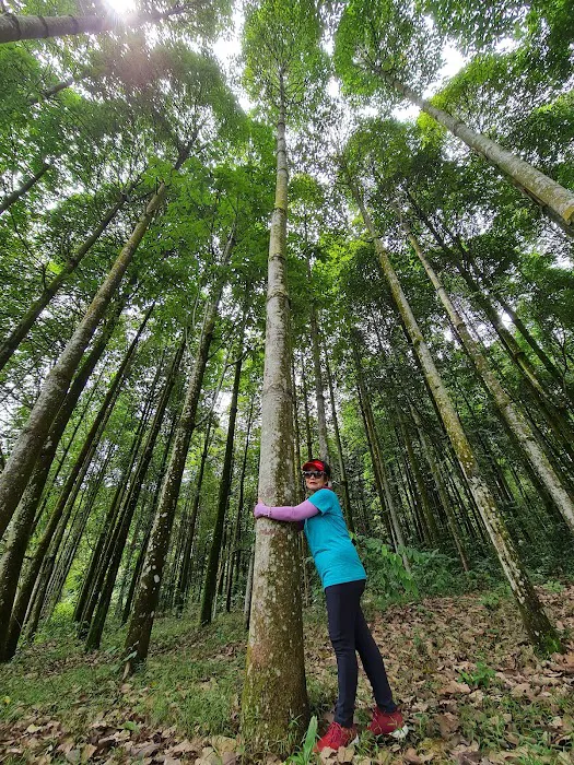 Jelutong Forest Picture 1