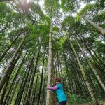 Jelutong Forest