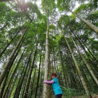 Jelutong Forest ico