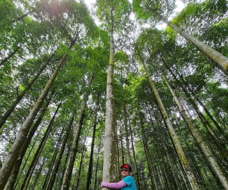 Jelutong Forest