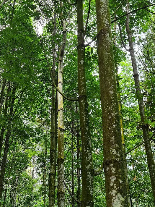 Jelutong Forest Picture 3