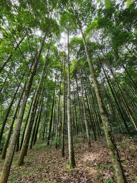Jelutong Forest Picture 2