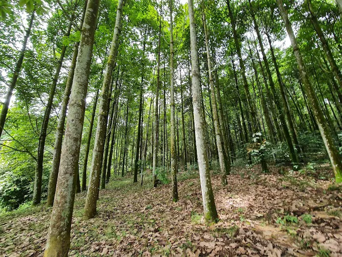 Jelutong Forest Picture 6