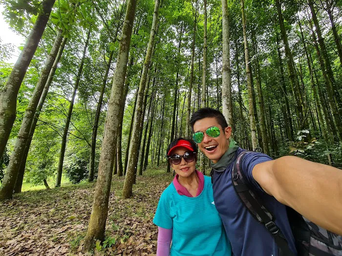 Jelutong Forest Picture 5