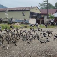 0 km Tg Malim ico