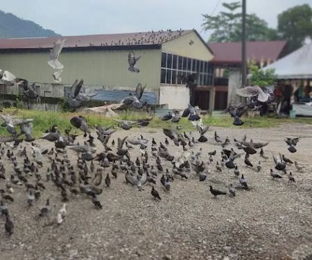 0 km Tg Malim