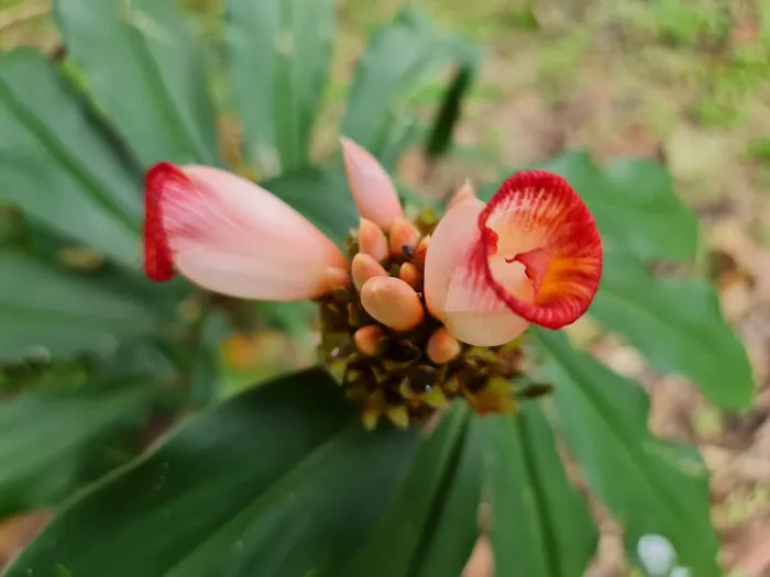 Gingers Garden (Zingiberaceae) Picture 1