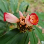 Gingers Garden (Zingiberaceae)
