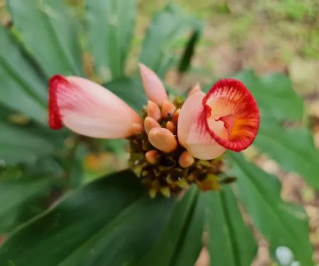 Gingers Garden (Zingiberaceae)