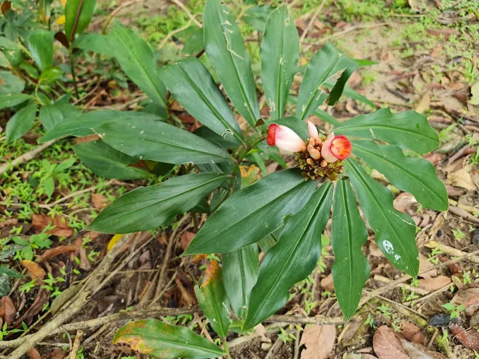 Gingers Garden (Zingiberaceae) Picture 4