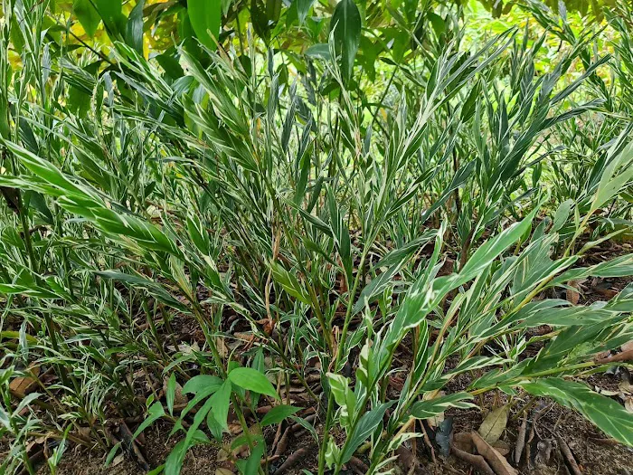 Gingers Garden (Zingiberaceae) Picture 6
