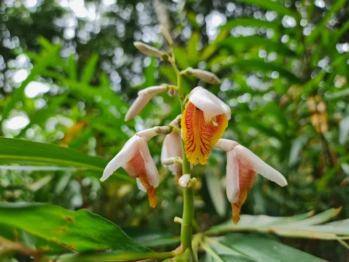 Gingers Garden (Zingiberaceae) Picture 2
