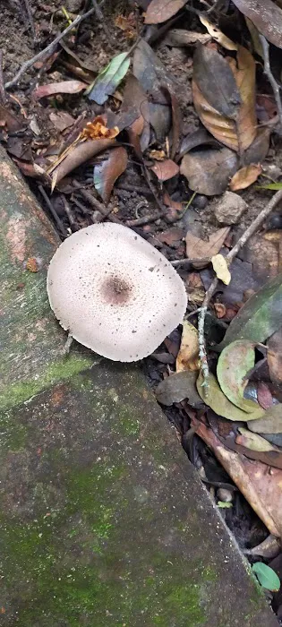 Gymnosperms Garden Picture 2
