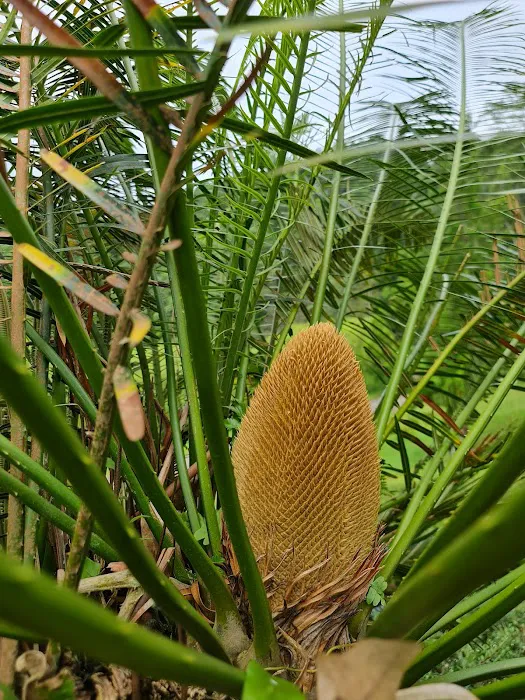 Gymnosperms Garden Picture 4