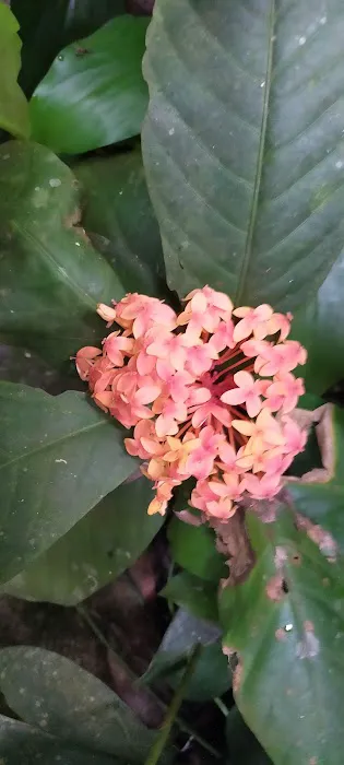 Gymnosperms Garden Picture 3