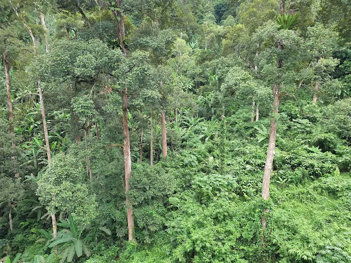 Forest Skywalk Kepong Picture 8