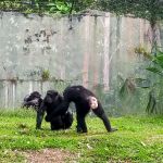 Zoo Negara Drop Off (Side)
