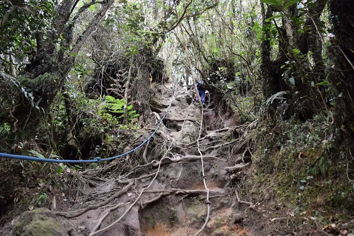 Pine Tree Trail - Entrance Picture 1