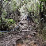 Pine Tree Trail - Entrance