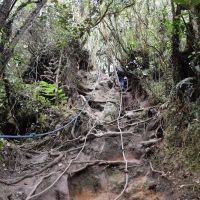 Pine Tree Trail - Entrance ico