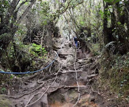 Pine Tree Trail - Entrance