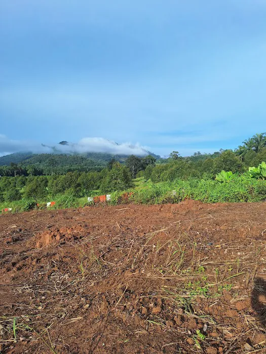 Kebun oasis jeransong Picture 6