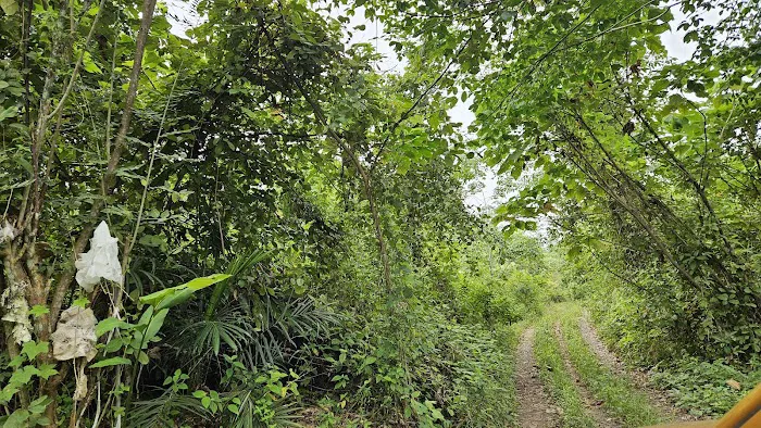Kebun oasis jeransong Picture 3