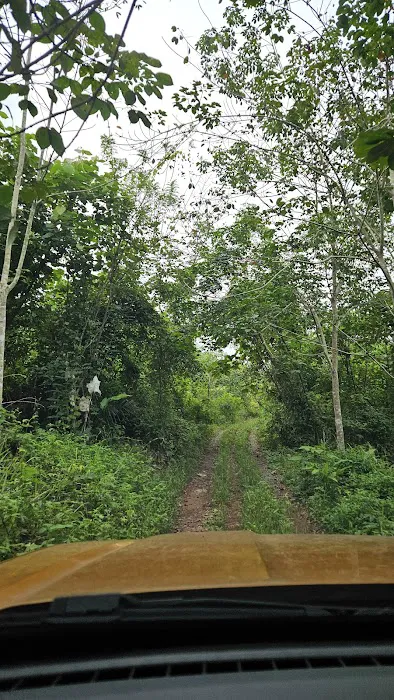Kebun oasis jeransong Picture 4