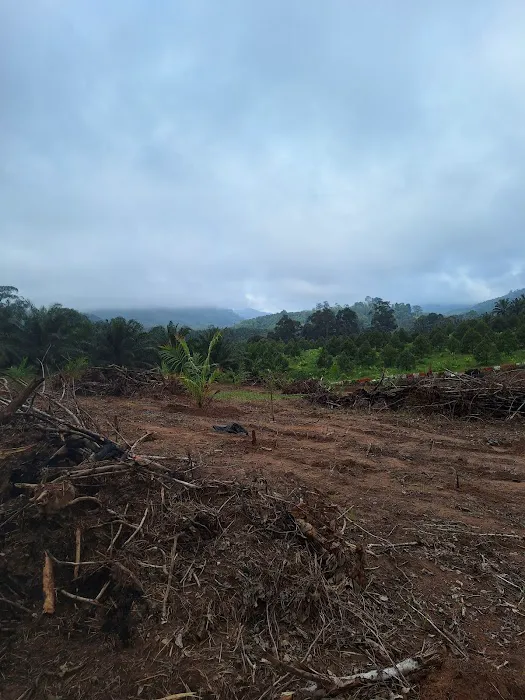 Kebun oasis jeransong Picture 5