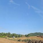 Kebun oasis jeransong