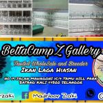 BettaCampZ Gallery