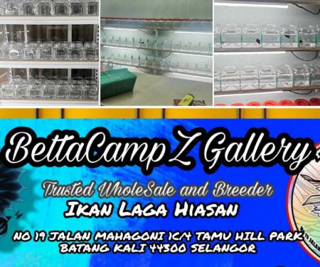 BettaCampZ Gallery