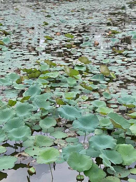Taman Tasik Bandar Baru Sungai Buloh Picture 4