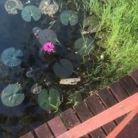 Taman Tasik Bandar Baru Sungai Buloh ico
