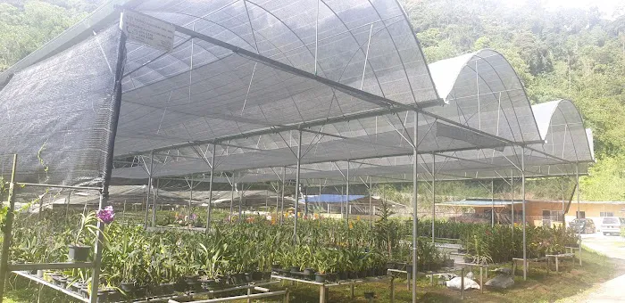 Kebun orcid hew nursery Picture 2